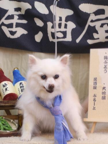 20240626キナコちゃん